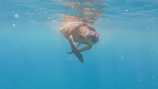 Turtle time with Maui Adventure Cruises (short version) by Jonathan Lovelace 48 views 11 months ago 5 minutes, 19 seconds