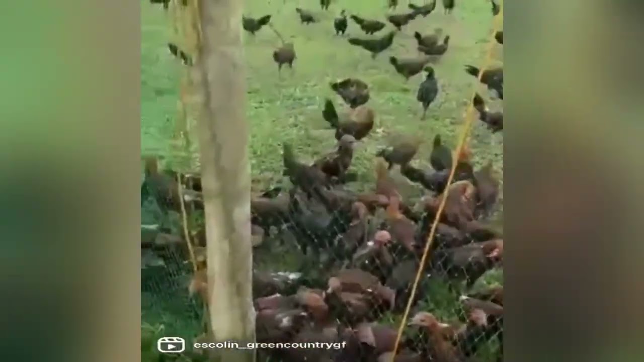 739 Heads Wpc Banded | “ESCOLIN” Green Country Game Farm