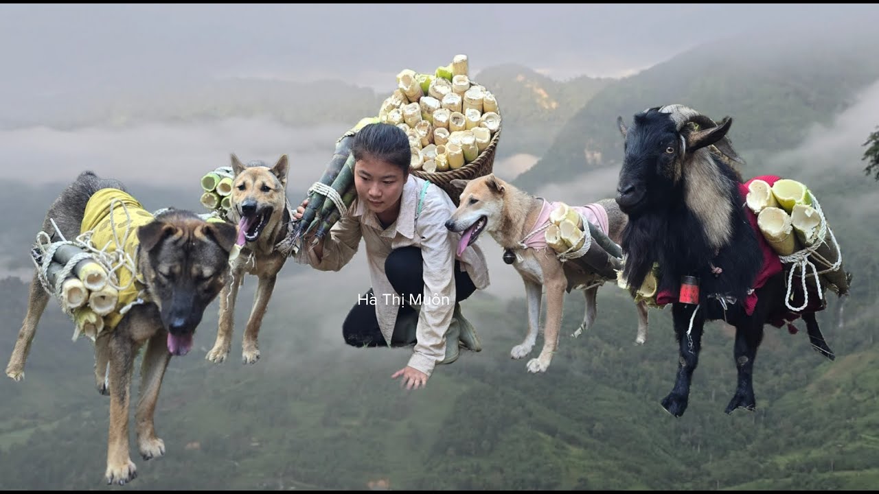 Vietnamese girl goes into the forest with dog and goat to pick bamboo shoots to sell at market