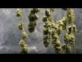 Home Grow Series - Drying and Curing Cannabis at Home