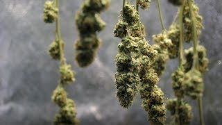 Home Grow Series - Drying and Curing Cannabis at Home