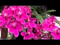 Orchids in Bloom at the Atlanta Botanical Garden - visiting Orchid Daze 2024!