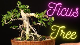 Ficus Microcarpa Bonsai from a cutting. Pruned hard in Feb. Updated April.