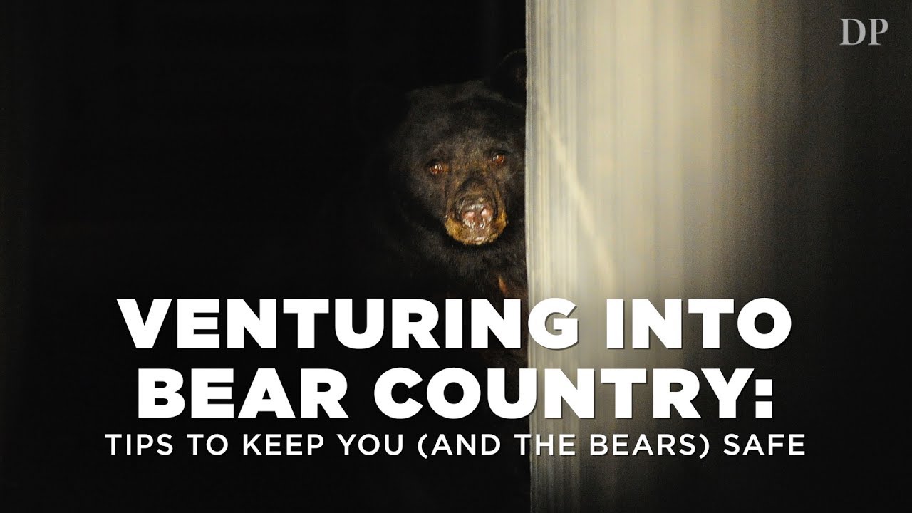 What to do if you see a bear: How to stay safe