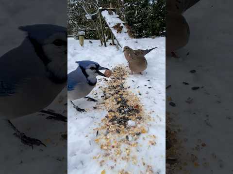Will Blue Jays Eat An Acorn  #squirrel #bluejay #shorts