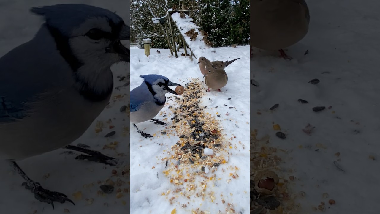 Will Blue Jays Eat An Acorn  