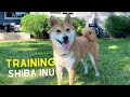 Shiba Inu Training Secret | Super Shiba