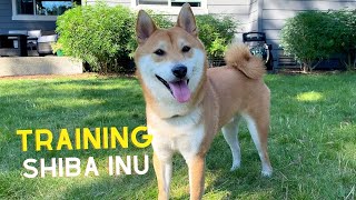 Shiba Inu Training Secret