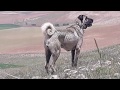 ANADOLU İNSANININ SÜRÜLERİNİ KORUYAN KANGAL ÇOBAN KÖPEĞİ