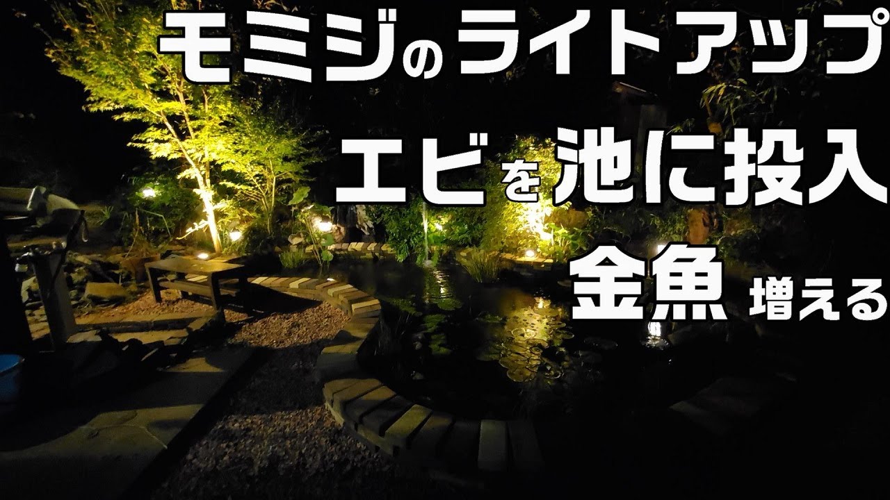 庭池の紅葉をライトアップ ミナミヌマエビ100匹投入 金魚が増えた Youtube 庭池の紅葉をライトアップ ミナミヌマエビ100匹投入 金魚が増えた Youtube