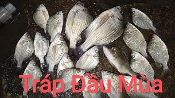 Trở lại Đùng Mỹ Xuân Tân Thành / Câu cá Tráp ( Hanh) Đầu Mùa / cùng anh em Sài Gòn