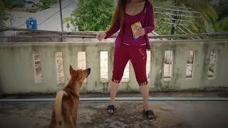 CUTE DOG AND CUTE GIRL OWNER ARE THE BEST BONDING