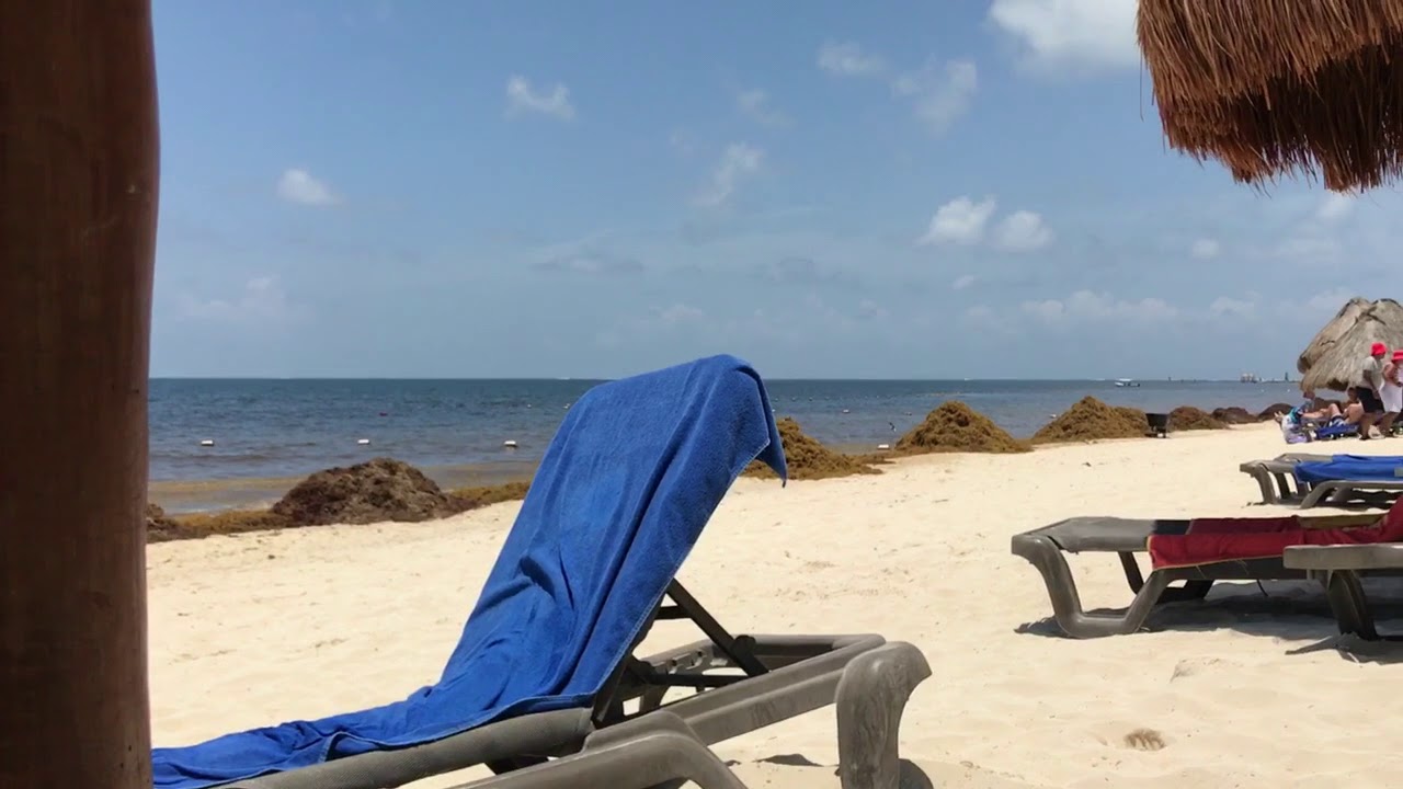Algues Sargasse Cancun Playa del Carmen juillet 2018 YouTube Algues Sargasse Cancun Playa del Carmen juillet 2018 YouTube