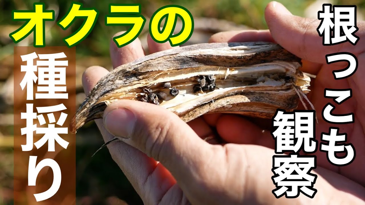 オレンジおくらの種(Jing Okra・固定種) M109865773オンライ