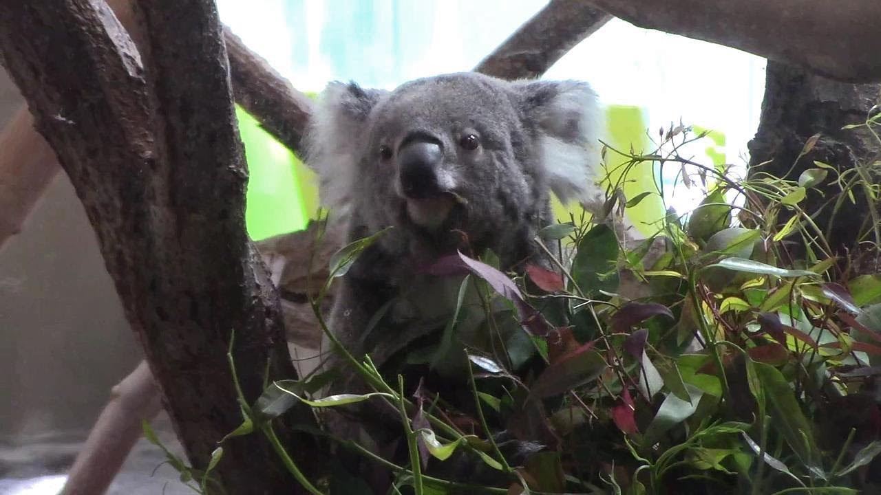 ジャンプするコアラ（金沢動物園）Koala jumping - YouTube