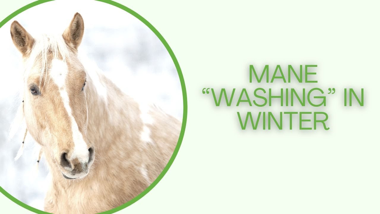 Horse grooming tips - Clean your horse's mane in winter