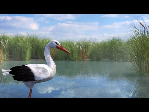 Flight For Survival: The Story Of A Stork's Migration - 3D Animated Short Film