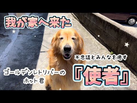 Healing Dog] Hotto @hotto510, a Golden Retriever with Mysterious
