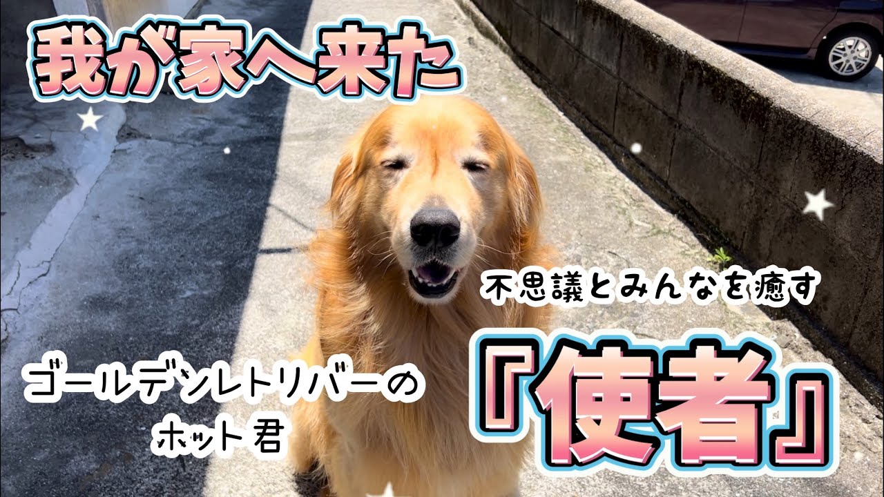 Healing Dog] Hotto @hotto510, a Golden Retriever with Mysterious