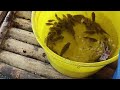 Embolsado de Alevinos Tilapias Niloticas