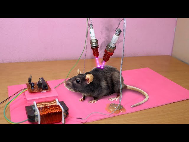 A home made electric mouse trap : r/DiWHY