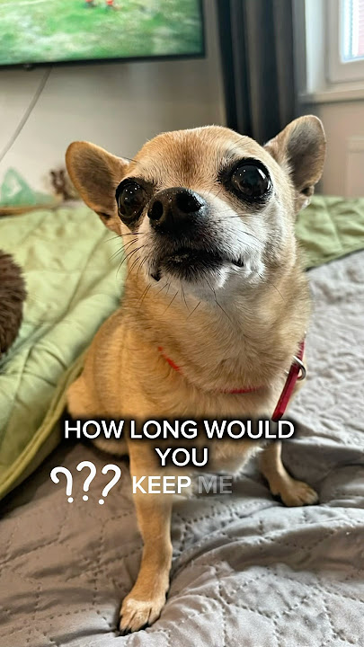 🥺How long would you keep me?🥺#cute #dog #puppy #chihuahua #pets #fyp