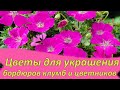 ПОСАДИТЕ эти ЦВЕТЫ в БОРДЮРАХ КЛУМБ и ЦВЕТНИКОВ!