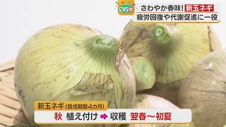 Veggie Deal] New onions are in season in spring. - YouTube