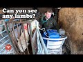 PREGNANCY SCANNING RYELAND SHEEP