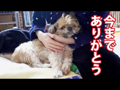 【シーズーのチップ】16年8か月、最期の日。 My Shih Tzu is Gone.