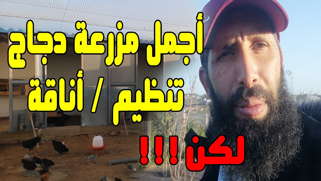 من أجمل ضيعات الدجاج التي زرتها حتى الآن جمال وتنظيم