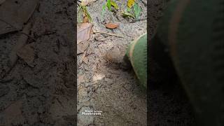 Hidden Signs: The Sharp Pointed Mushroom #Mushroom #NatureSecrets