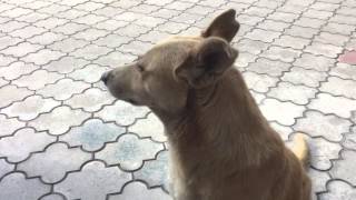 Собака в Донецке завербована МОСКАЛЯМИ! СБУ, АУ!!! Собака в Донецке завербована МОСКАЛЯМИ! СБУ, АУ!!!