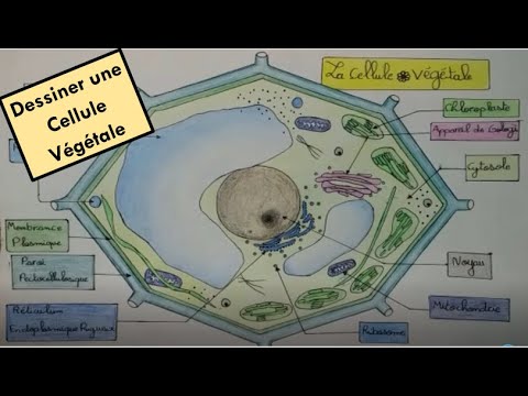 Vidéo: Comment dessiner une cellule végétale ?