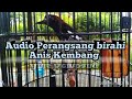 Anis Kembang Menit Audio Perangsang Birahi Anis Kembang Mp3 - Mp4 Download