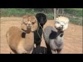 Illinois Stories | Prairie Rose Alpacas I WSEC-TV/PBS Springfield