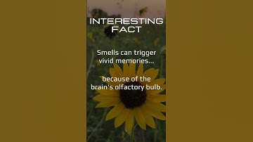 Scent and Memory: The Fascinating Psychology Behind Smell