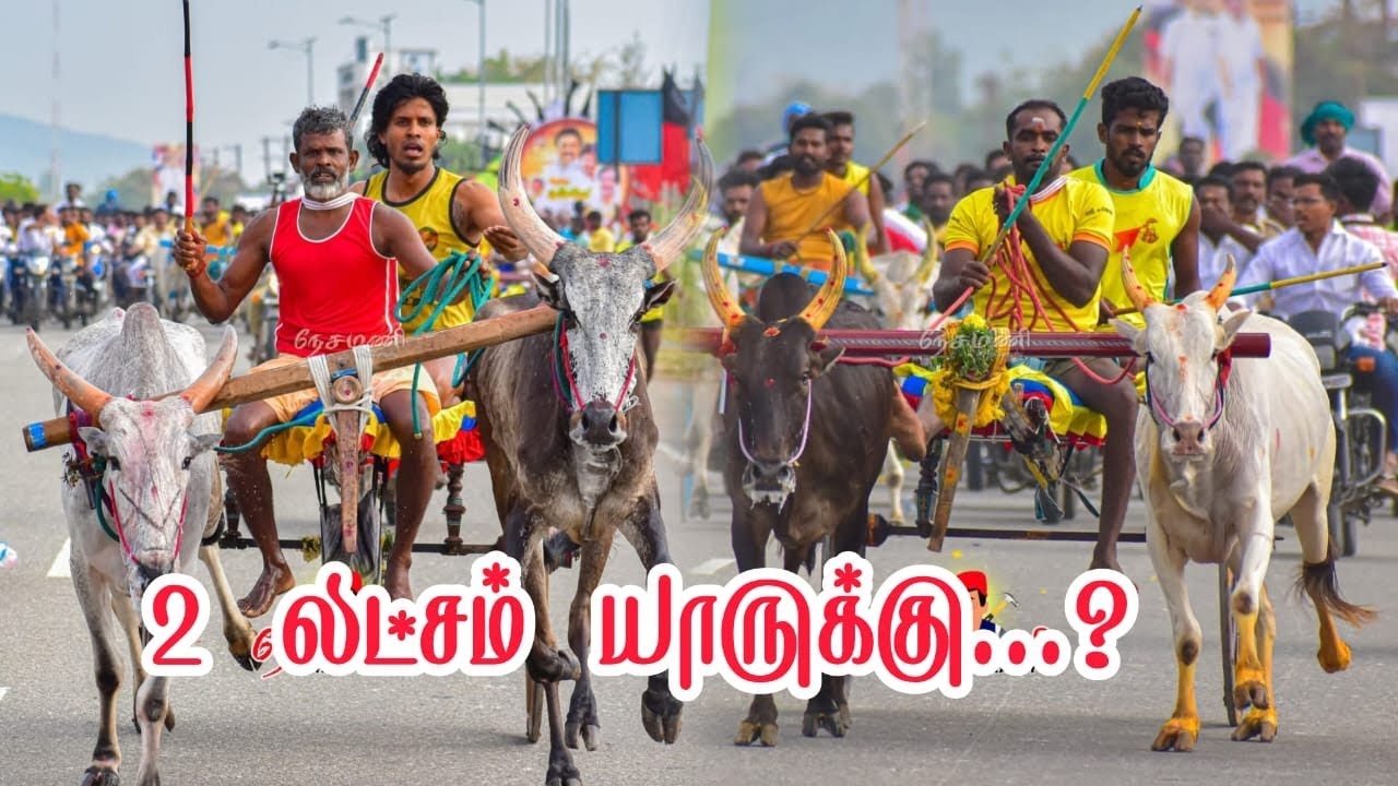 Rekla Rasigan live புதூர் பாண்டியாபுரம் பெரியமாடு