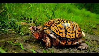 Eastern Box Turtles: Mini Documentary