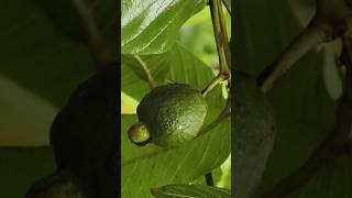 guava plants #farming #villagelife #nature
