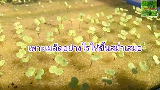เคล็ดลับการเพาะเมล็ดให้ขึ้นสม่ำเสมอ | การเพาะเมล็ดกวางตุ้ง | ผักไฮโดรโปรนิกส์