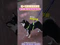 第一次看到觀世音菩薩 柴犬化身好奇寶寶話變超多！｜觸咪