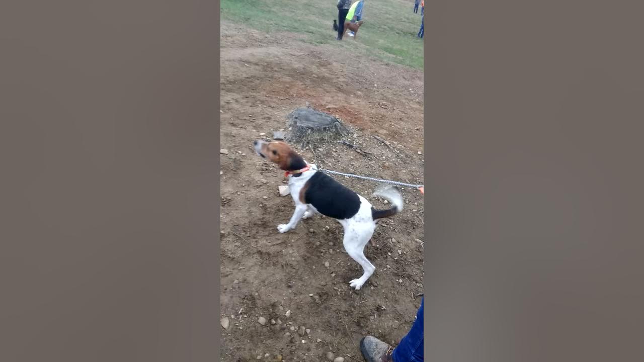 Plott days Greeneville Tennessee YouTube