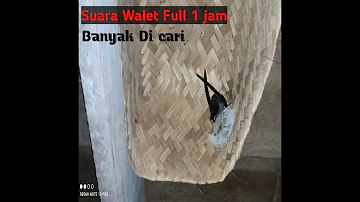 Suara Walet Full 1 Jam || th 2020 Sampai 1 juta view