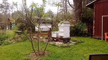 Bee Swarm Moves Into a Warre-Style Hive
