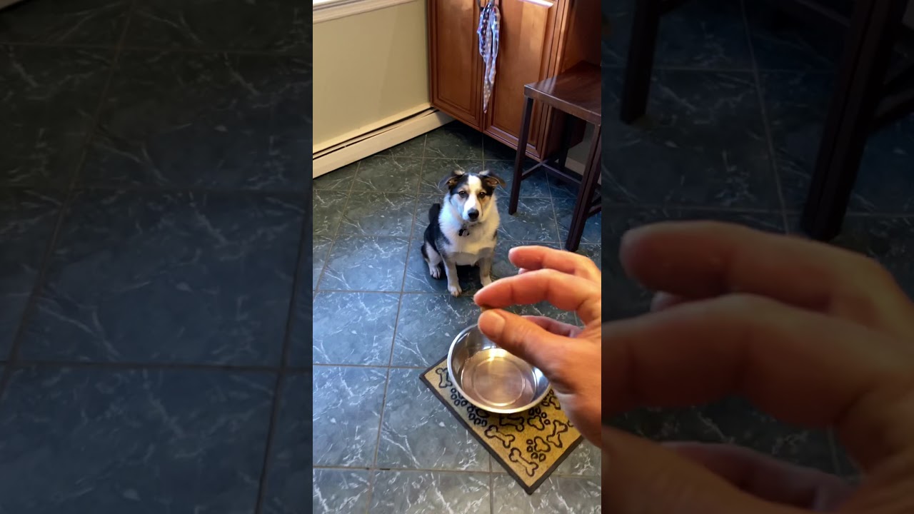 Perrito Reclama Para que le den más Comida-Cachorrito Border Collie