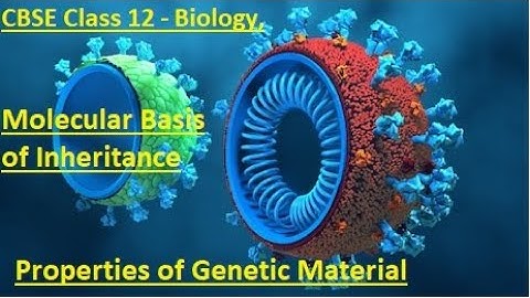 Molecular Basis of Inheritance – Properties of Genetic Material