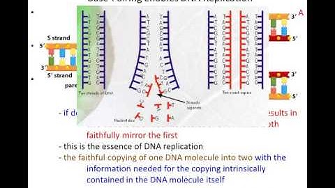 Lecture  3 - DNA Replication (Chapter 6, Part 1)