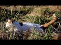 しろさんぽ Cat walk 191223