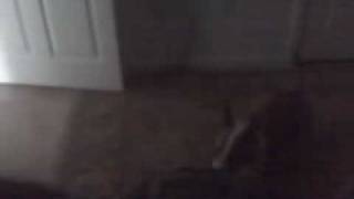 Patton The Bull Terrier